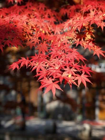 霜葉紅于二月花