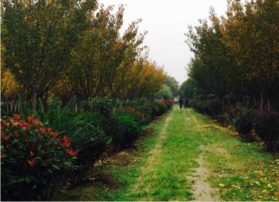 陜煤建設(shè)綠宇園林公司：以自有苗木為設(shè)計(jì)基礎(chǔ)，打造“花園式”工程