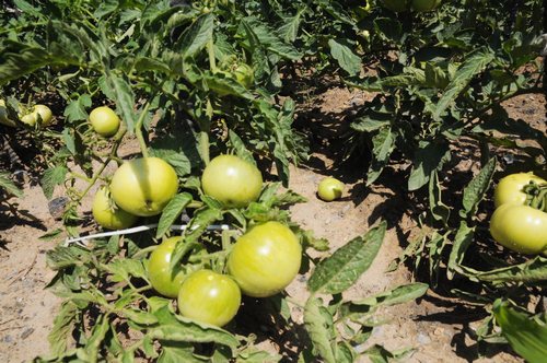 陜煤建設(shè)掘進(jìn)公司：項(xiàng)目部“開(kāi)心農(nóng)場(chǎng)”豐收了