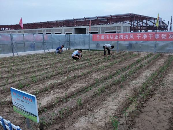 陜煤建設(shè)渭南公司南京金龍項(xiàng)目部黨員“1+1”蔬菜責(zé)任區(qū)生機(jī)盎然