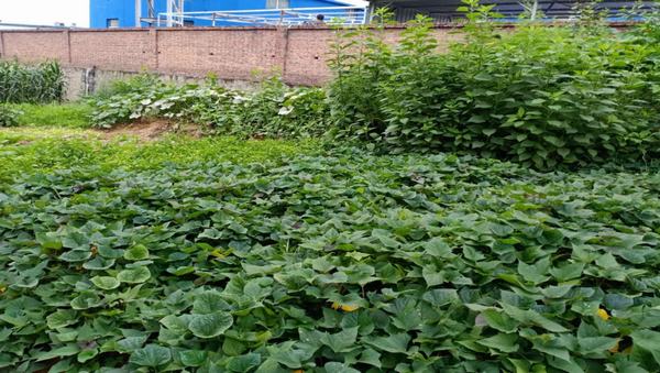 陜煤建設(shè)洗選煤運(yùn)營(yíng)公司紅柳林洗煤廠項(xiàng)目部：職工“菜園子”，舒筋又舒心