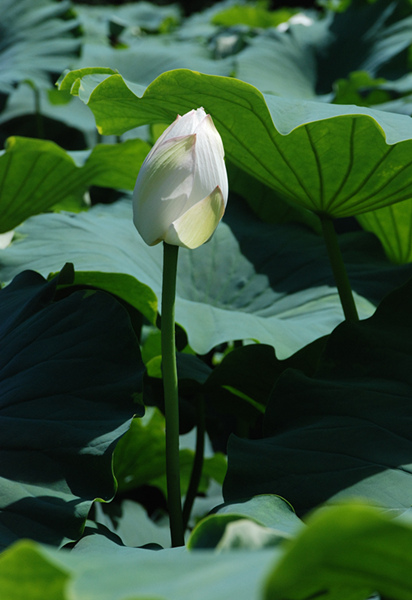 看取荷花凈，應(yīng)知不染塵