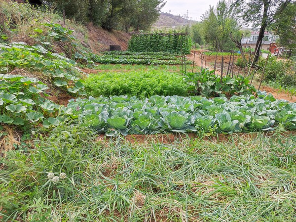 陜煤建設(shè)洗選煤運(yùn)營(yíng)公司紅柳林洗煤廠項(xiàng)目部：職工菜園，“蔬”心“食”尚