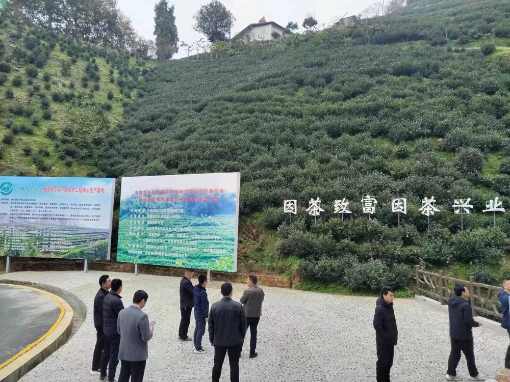 陜煤建設駐村工作隊“走出去”尋覓茶產(chǎn)業(yè) 發(fā)展良方