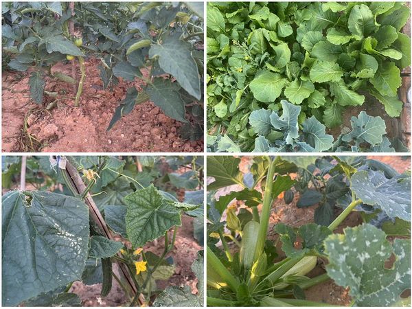 陜煤建設(shè)天工公司土建十七部黨支部：小小菜園，播種幸福感