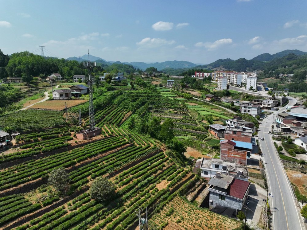 陜煤建設(shè)定點(diǎn)幫扶村：端起三碗“大碗茶” 走穩(wěn)茶香客滿(mǎn)發(fā)展路