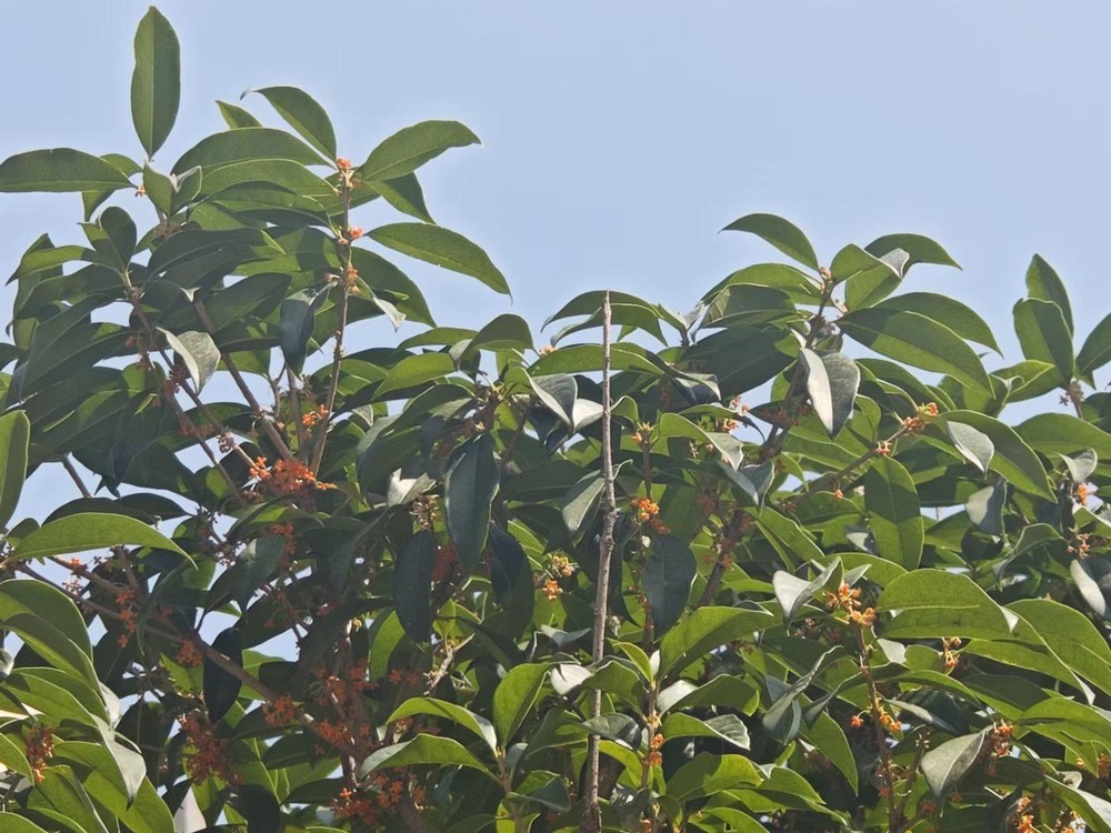 滿城桂花香，最是秋意濃