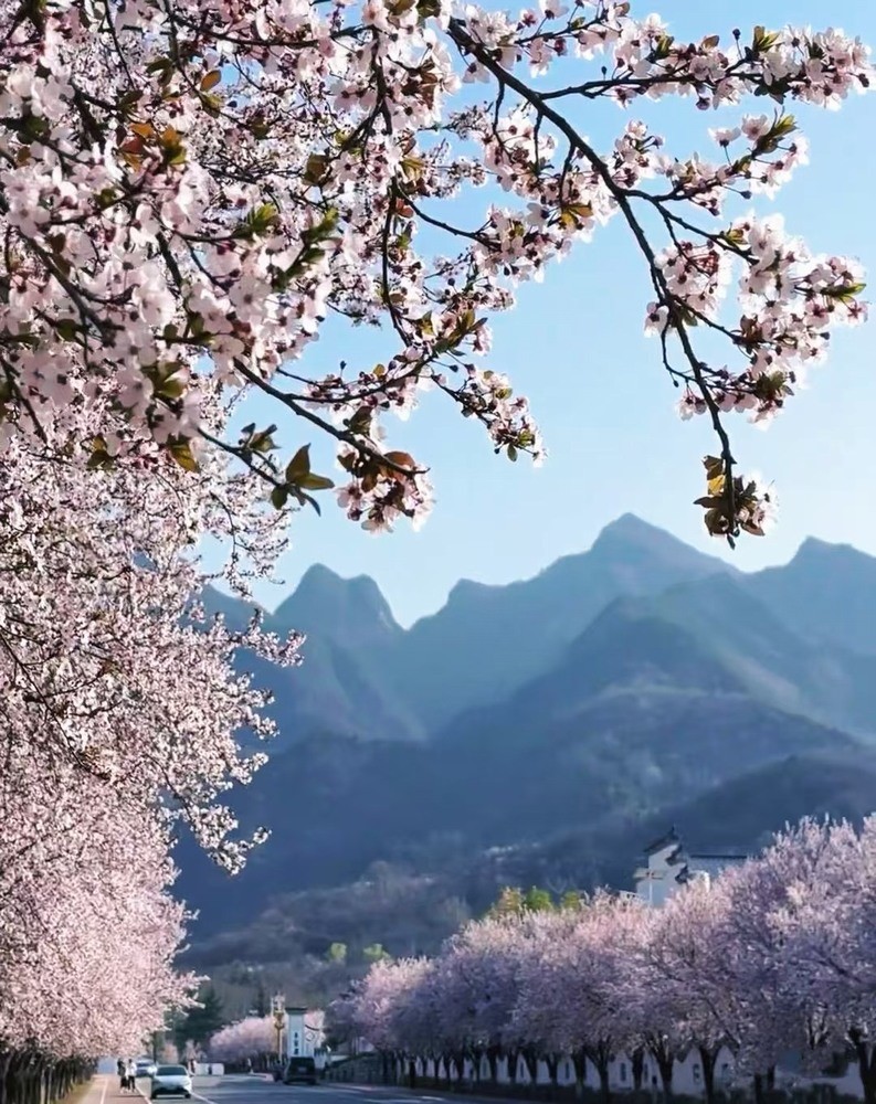 邂逅春櫻，期許四季